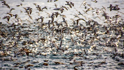 A large flock of shearwaters, petrels, seagulls and other sea birds
