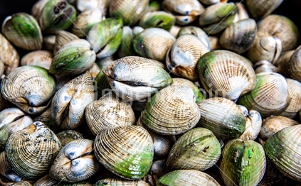 A harvest of cockles or narrow neck clams from Coromandel