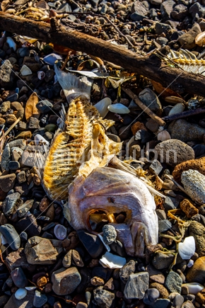 A fish head and frame discarded on the sea shore
