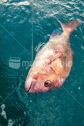 A snapper caught on a hook and line in the Hauraki Gulf.