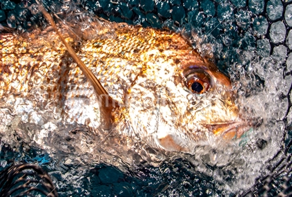A line caught snapper landed in a rubber net, in the Hauraki Gulf