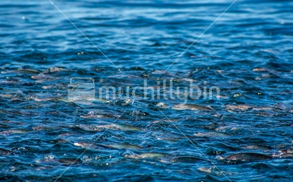 Schooling silver trevally feeding on krill in the Hauraki Gulf