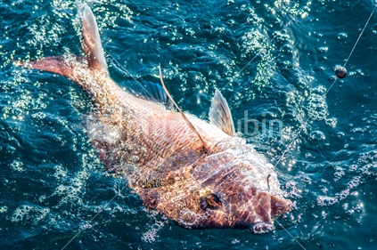A snapper caught on a rod and reel on bait in Northland boat fishing.