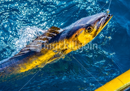 A barracouta caught jig fishing in Northland