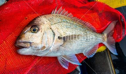 A legal sized snapper caught on a softbait boat fishing in the Hauraki Gulf