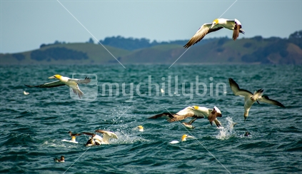Seabirds in a work up where kahawai and kingfish are pushing anchovies to the surface where they dive into them. Whangaruru Harbour Northland