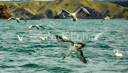 Australasian Gannets and other seabirds in a work up where kahawai and kingfish are pushing anchovies to the surface where they dive into them. Whangaruru Harbour Northland