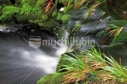 A bush stream at Lake Paringa on the West Coast of the South Island, New Zealand