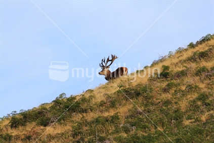 A stag high up on a hill, New Zealand