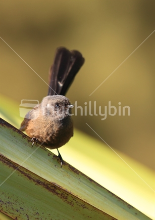 A native Fantail in the black phase, at Lake Paringa in the South Island, New Zealand