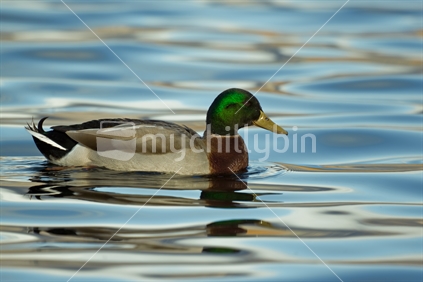 A Mallard duck swims peacefully on the beautiful waters of Lake Hayes in the South Island