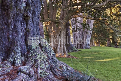 Tree trunks at Cornwall Park in Auckland, New Zealand