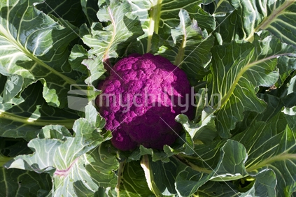 A healthy, organic, home grown cauliflower of the purple variety
