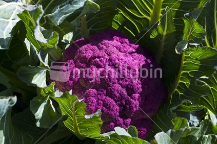 A healthy, organic, home grown cauliflower, of the purple variety.