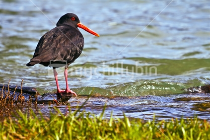 A native Variable Oystercatcher standing at the water's edge, New Zealand
