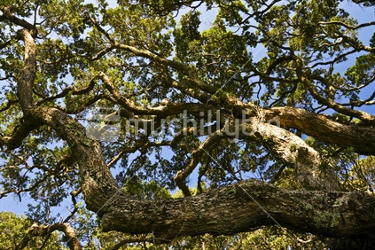 Large Pohutukawa tree in Wenderholm Park, Auckland, New Zealand