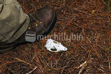A Tramper's Boot on a New Zealand Forest Floor - with what appears to be a Possum Skull.