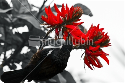 A Tui feeding on a Red Flower. (The image has been desaturated with the exception of the colours red and orange).