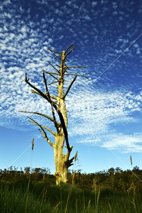 A long dead tree stands defiantly against the elements.