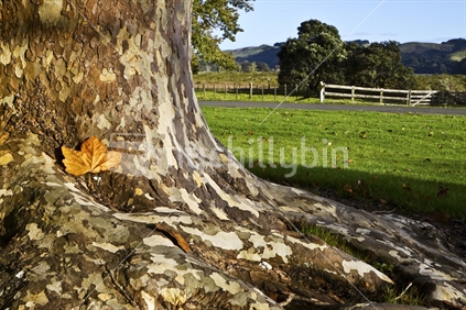 A mottled and marbled tree trunk adjacent to the esturary at Wenderholm Regional Park, north of Auckland, New Zealand