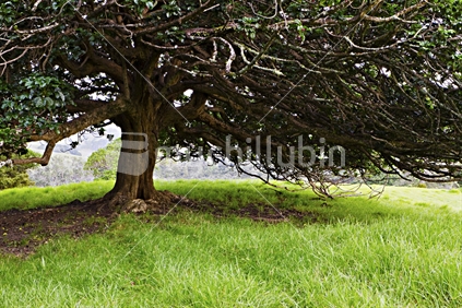A native Puriri tree in Mahurangi Regional Park, East Coast, North Island, New Zealand.