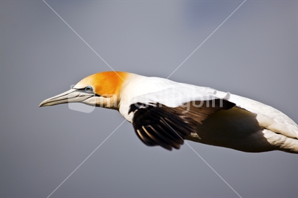 A gannet gliding effortlessly above Muriwai on the West Coast near Auckland, New Zealand.