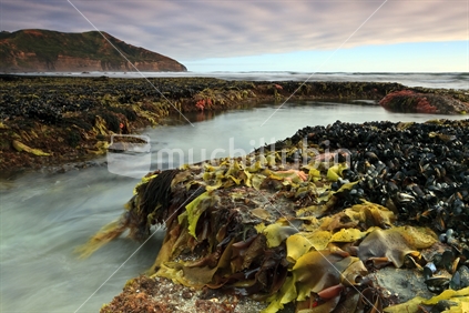 Low tide exposes seaweed, mussels, & starfish. Photo taken near Muriwai on the West Coast of the North Island, New Zealand.