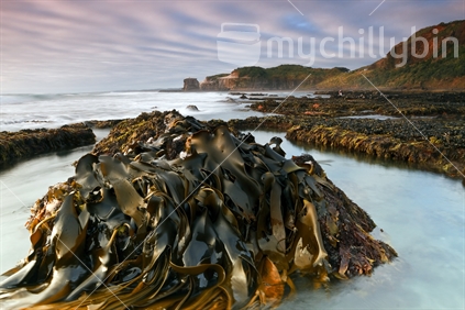 Low tide exposes a large rock covered in kelp. Maori Bay, West Coast, Auckland, New Zealand.