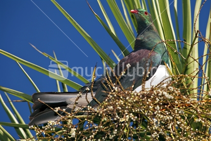 A Kereru feeding at the top of a Cabbage Tree at Tawharanui Regional Park, north of Auckland.
