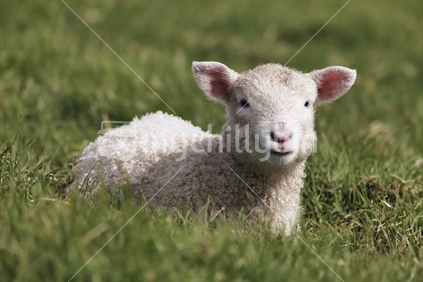 A lamb enjoying the warmth of the Spring sun at Tawharanui on the East Coast, north of Auckland.