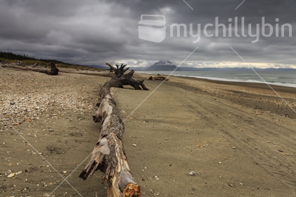 Huge piece of driftwood at Haast Beach, South Westland. South Island, New Zealand.