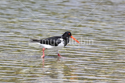 Oystercatcher wading through shallow water