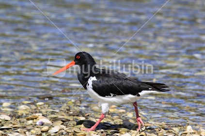 A variable Oystercatcher on the shore of an estuary, New Zealand