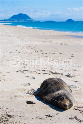 A seal rests on the beach at Papamoa with the Mount in the background.