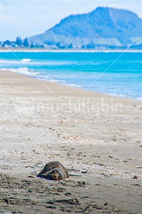 A seal rests on the beach at Papamoa with the Mount in the background.