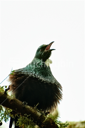 A native Tui bird singing; New Zealand.