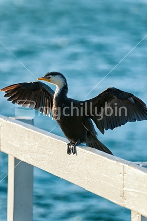 shag drying its wings