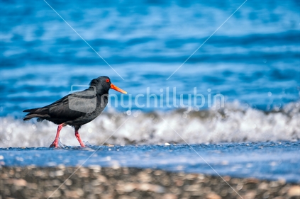 oyster catcher on the beach
