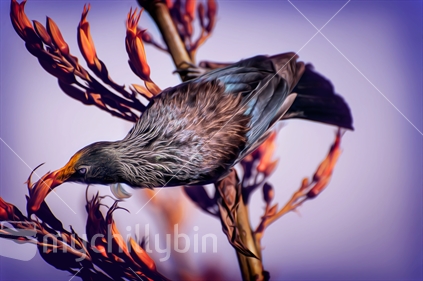 Artistic treatment of a tui drinking from a flower 