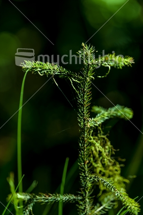 Dacrydium cupressinum, commonly known as rimu (selective focus)
