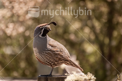 American quail sitting on a fence 