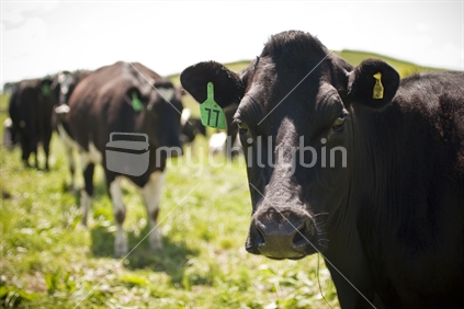 Black cow on farm