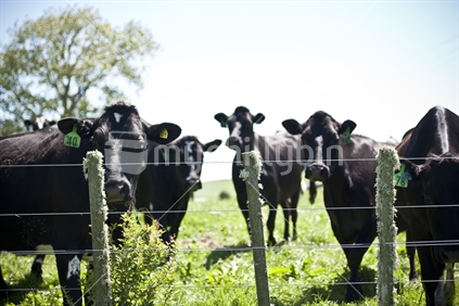 Herd of Black cows watching (fence in focus)