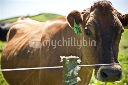 Brown cow on farm