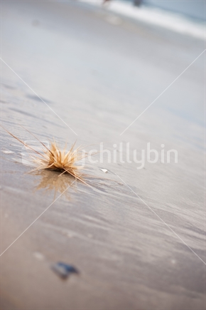 Marram grass being washed away on beach
