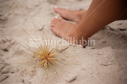 Marram grass and feet on the beach