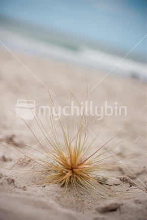Marram grass on the beach