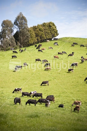 Cows in paddock