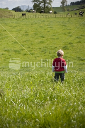Little boy watching cows
