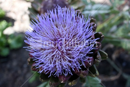 Purple Artichoke in Bloom